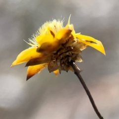 Xerochrysum viscosum at Mount Ainslie - 13 Mar 2024