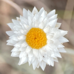 Leucochrysum albicans subsp. tricolor (Hoary Sunray) at Mount Ainslie - 13 Mar 2024 by Hejor1