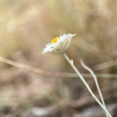 Leucochrysum albicans subsp. tricolor at Mount Ainslie - 13 Mar 2024 03:22 PM