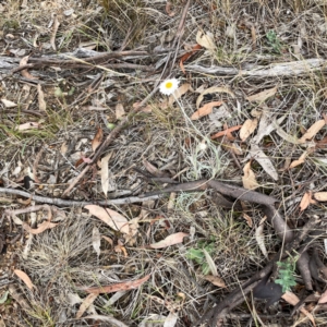 Leucochrysum albicans subsp. tricolor at Mount Ainslie - 13 Mar 2024 03:22 PM