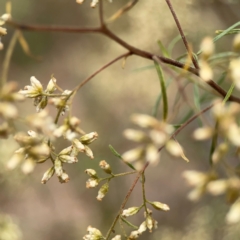 Cassinia quinquefaria at Mount Ainslie - 13 Mar 2024