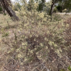 Cassinia quinquefaria at Mount Ainslie - 13 Mar 2024 03:21 PM