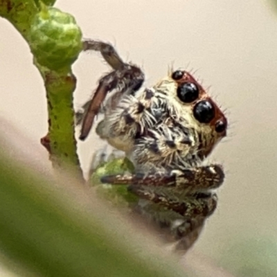 Unidentified Jumping or peacock spider (Salticidae) at Mount Ainslie - 13 Mar 2024 by Hejor1