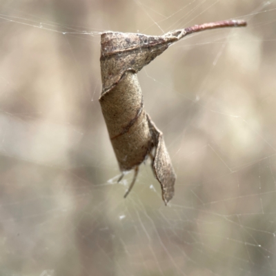 Araneidae (family) (Orb weaver) at Campbell, ACT - 13 Mar 2024 by Hejor1