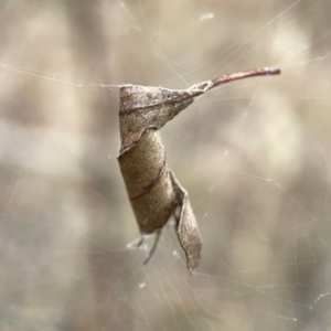 Araneidae (family) at Mount Ainslie - 13 Mar 2024