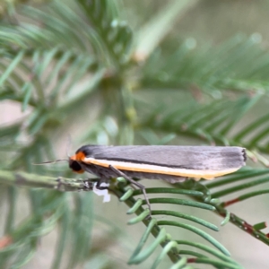 Palaeosia bicosta at Mount Ainslie - 13 Mar 2024