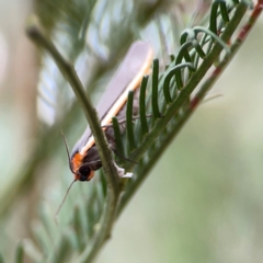 Palaeosia bicosta at Mount Ainslie - 13 Mar 2024