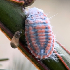 Monophlebulus sp. (genus) (Giant Snowball Mealybug) at Mount Ainslie - 13 Mar 2024 by Hejor1