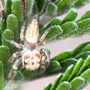 Opisthoncus sp. (genus) at Mount Ainslie - 13 Mar 2024