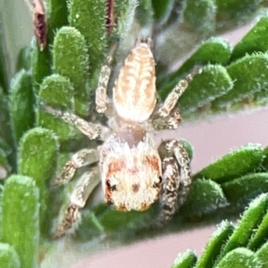 Opisthoncus sp. (genus) at Mount Ainslie - 13 Mar 2024