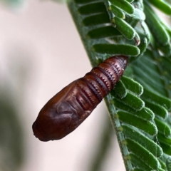 Lepidoptera unclassified IMMATURE (caterpillar or pupa or cocoon) at Mount Ainslie - 13 Mar 2024 by Hejor1