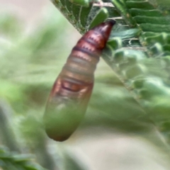 Lepidoptera unclassified IMMATURE moth at Mount Ainslie - 13 Mar 2024