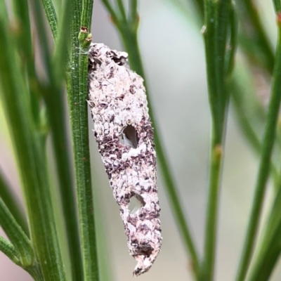 Conoeca guildingi (A case moth) at Mount Ainslie - 13 Mar 2024 by Hejor1