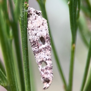 Conoeca guildingi at Mount Ainslie - 13 Mar 2024