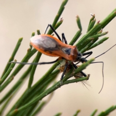 Gminatus australis (Orange assassin bug) at Mount Ainslie - 13 Mar 2024 by Hejor1
