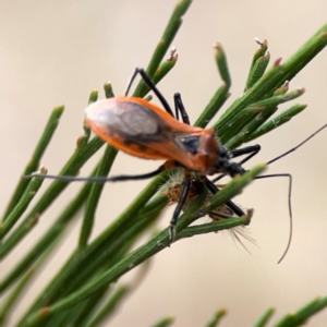 Gminatus australis at Mount Ainslie - 13 Mar 2024