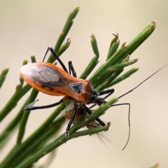 Gminatus australis at Mount Ainslie - 13 Mar 2024