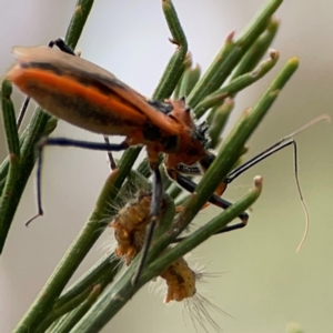 Gminatus australis at Mount Ainslie - 13 Mar 2024