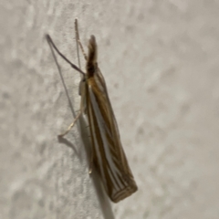 Hednota relatalis (A Crambid moth) at Braddon, ACT - 13 Mar 2024 by Hejor1