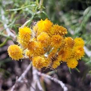 Chrysocephalum semipapposum at The Pinnacle - 13 Mar 2024 12:40 PM