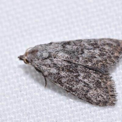 Nola pothina (Pothina Tuft-moth) at QPRC LGA - 8 Mar 2024 by DianneClarke