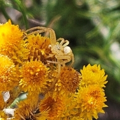 Thomisidae (family) (Unidentified Crab spider or Flower spider) at The Pinnacle - 13 Mar 2024 by sangio7