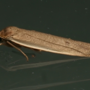 Scoliacma nana at Ainslie, ACT - 7 Mar 2024 10:21 PM