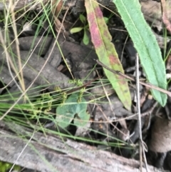 Acianthus sp. at Block 402 - 9 Sep 2021