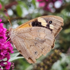 Heteronympha merope (Common Brown Butterfly) at QPRC LGA - 13 Mar 2024 by MatthewFrawley
