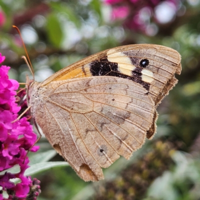 Heteronympha merope (Common Brown Butterfly) at QPRC LGA - 13 Mar 2024 by MatthewFrawley