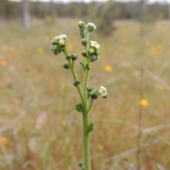 Hackelia suaveolens (Sweet Hounds Tongue) at Bonner, ACT - 4 Nov 2023 by michaelb