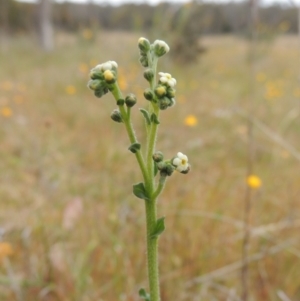 Hackelia suaveolens at Mulligans Flat - 4 Nov 2023