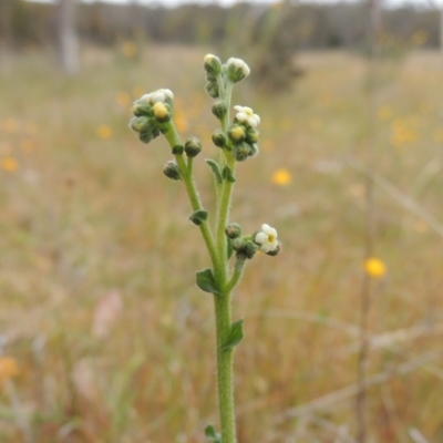 Hackelia suaveolens (Sweet Hounds Tongue) at Bonner, ACT - 4 Nov 2023 by MichaelBedingfield