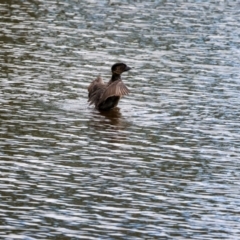 Biziura lobata (Musk Duck) at Googong Foreshore - 14 Mar 2024 by pixelnips