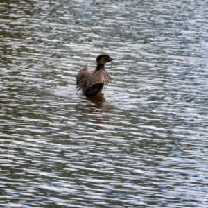 Biziura lobata at Googong Foreshore - 14 Mar 2024 11:19 AM