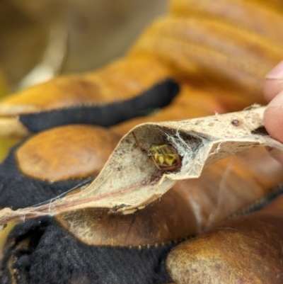 Phonognatha graeffei (Leaf Curling Spider) at The Pinnacle - 14 Mar 2024 by CattleDog