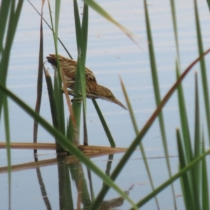 Ixobrychus dubius at Jerrabomberra Wetlands - 13 Mar 2024