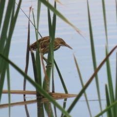 Ixobrychus dubius at Jerrabomberra Wetlands - 13 Mar 2024