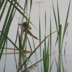 Ixobrychus dubius at Jerrabomberra Wetlands - 13 Mar 2024