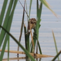 Ixobrychus dubius at Jerrabomberra Wetlands - 13 Mar 2024