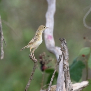 Cisticola exilis at Jerrabomberra Wetlands - 13 Mar 2024 12:19 PM