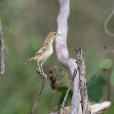 Cisticola exilis (Golden-headed Cisticola) at Jerrabomberra Wetlands - 13 Mar 2024 by RodDeb