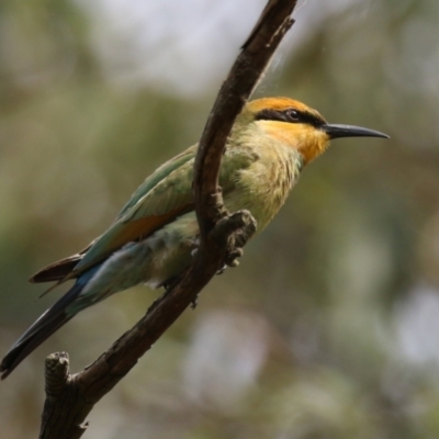 Merops ornatus (Rainbow Bee-eater) at Jerrabomberra Wetlands - 13 Mar 2024 by RodDeb