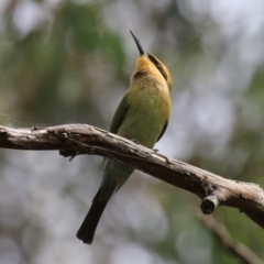 Merops ornatus at Jerrabomberra Wetlands - 13 Mar 2024 12:37 PM