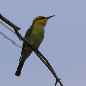 Merops ornatus at Jerrabomberra Wetlands - 13 Mar 2024 12:37 PM