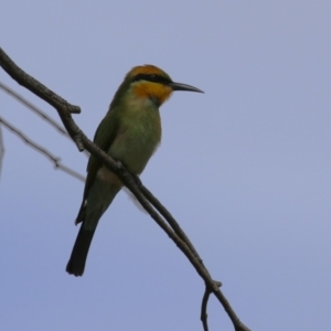 Merops ornatus at Jerrabomberra Wetlands - 13 Mar 2024 12:37 PM