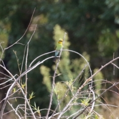 Merops ornatus at Jerrabomberra Wetlands - 13 Mar 2024 12:37 PM