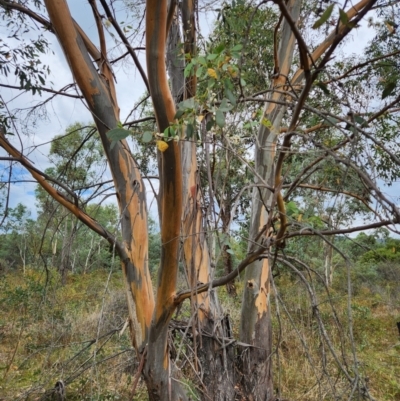 Eucalyptus stellulata (Black Sally) at Lower Cotter Catchment - 13 Mar 2024 by rangerstacey