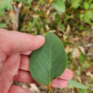 Eucalyptus stellulata at Lower Cotter Catchment - 13 Mar 2024 03:40 PM