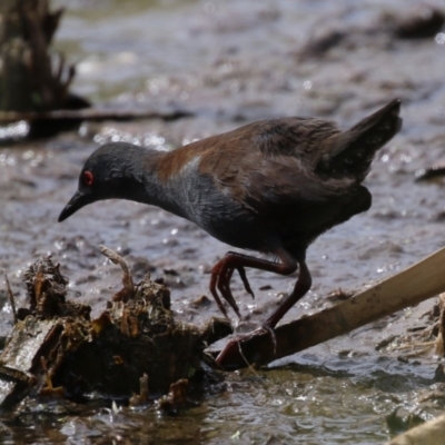 Zapornia tabuensis (Spotless Crake) at Fyshwick, ACT - 13 Mar 2024 by RodDeb